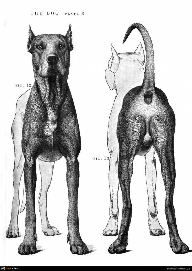 Воспаление слюнной железы у собак