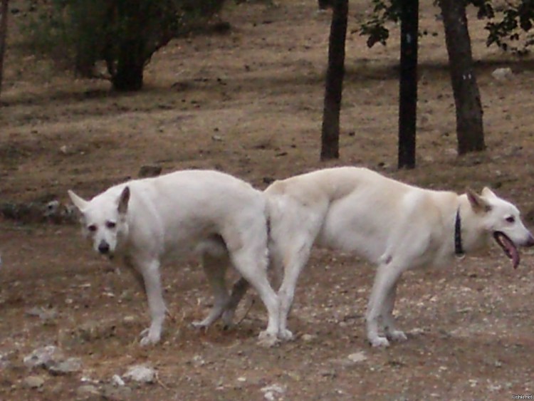 Топография лимфатических узлов КРС
