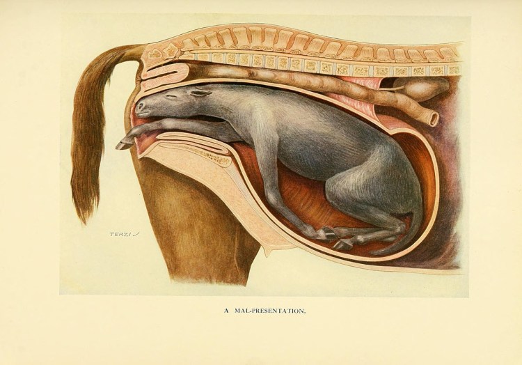 Накожные паразиты у собак