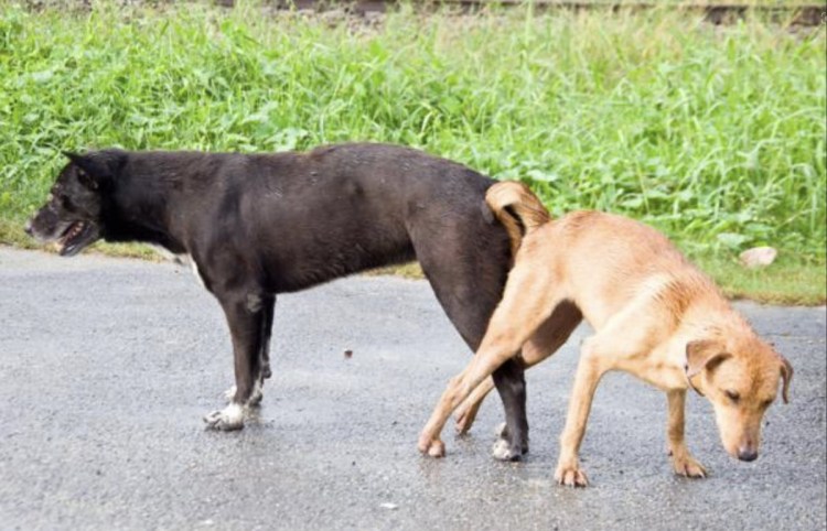 Спаривание собак