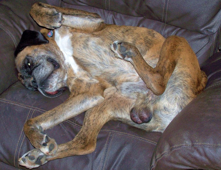 Баба с собаками Любительское