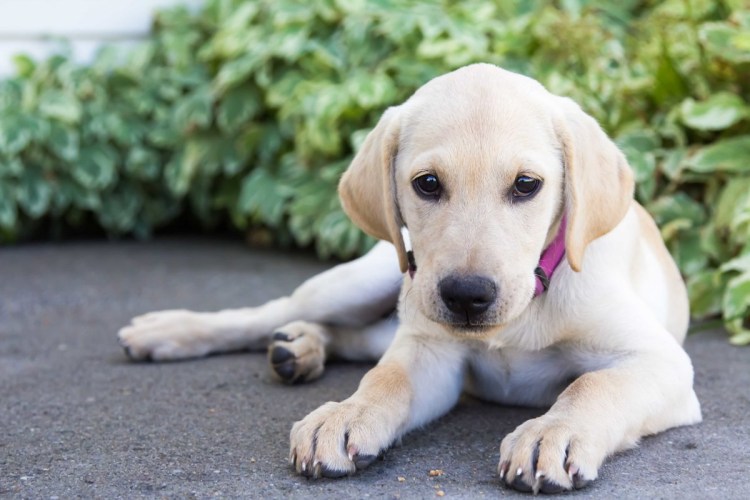 Каролинская собака Carolina Dog