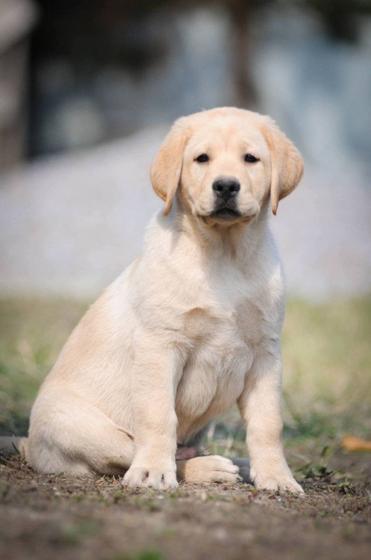 Лабрадор ретривер