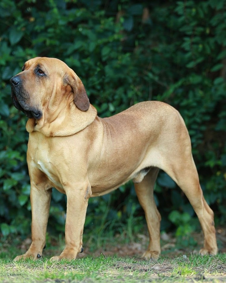 Рыжая собака порода дворняжка