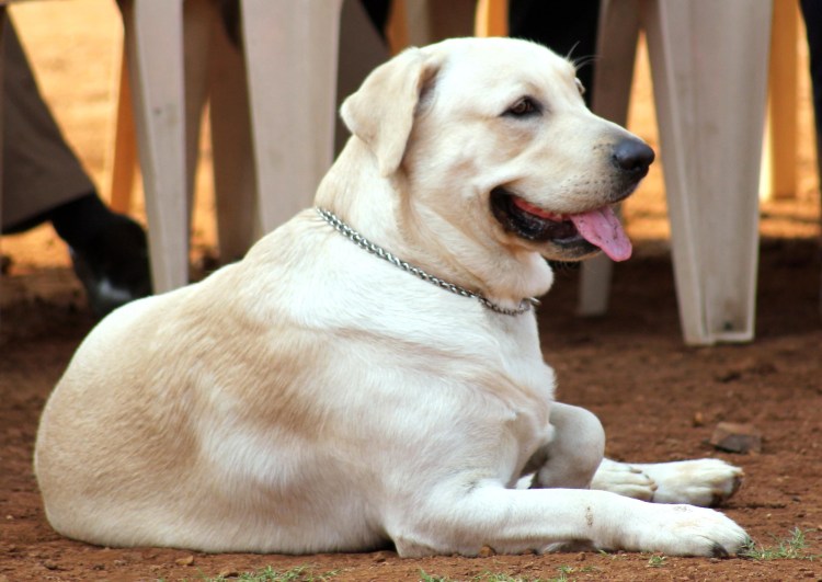 Дог Королевский палевый