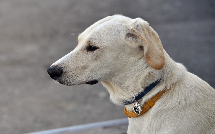 Лабрадор ретривер щенок