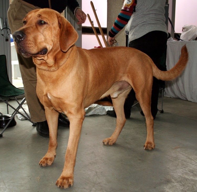 Золотистый ретривер