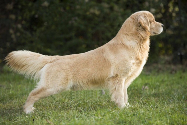 Сибирская хаски изабелловый