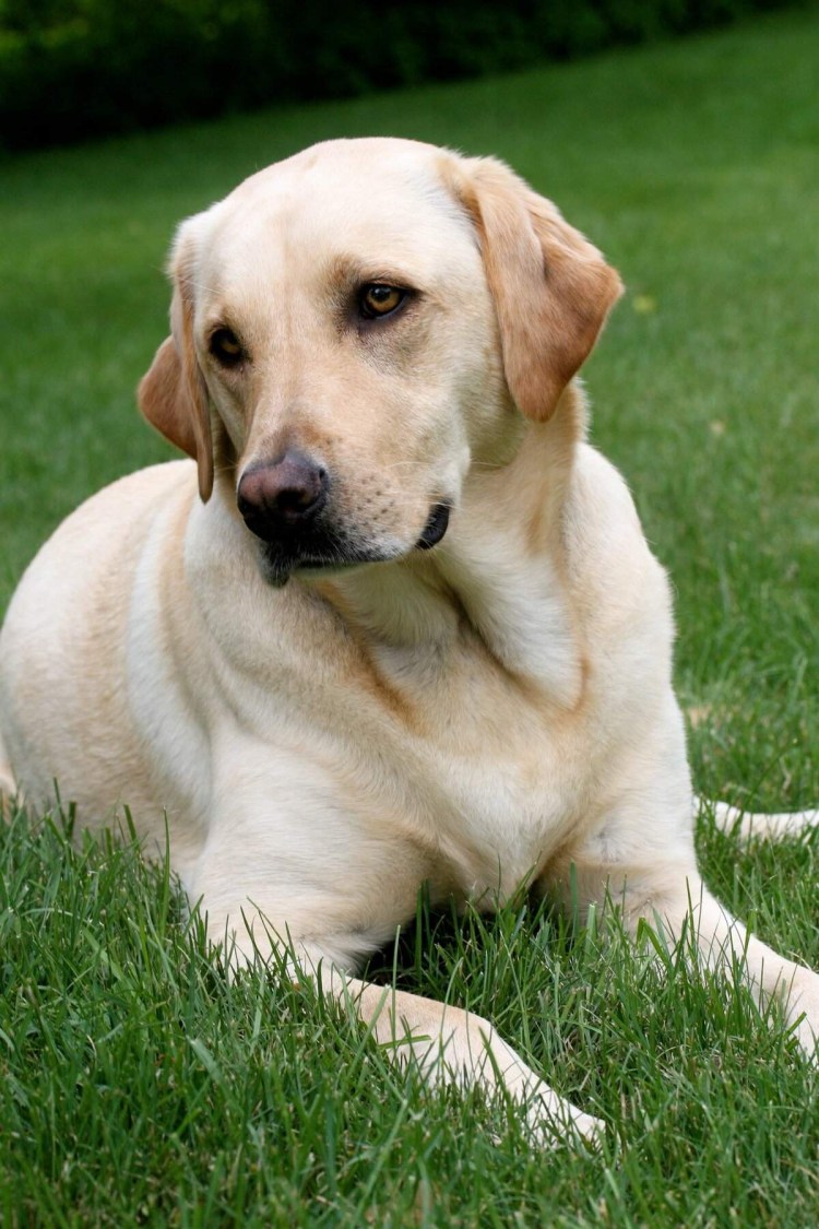 Лабрадор швейцарский