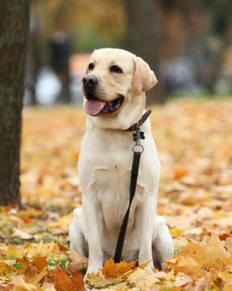 Староанглийский мастиф