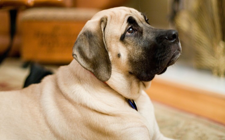 Лабрадор ретривер бежевый