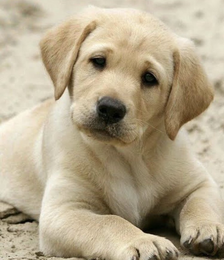 Крупные породы собак гладкошерстные