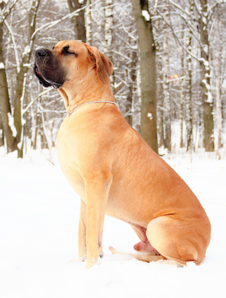 Лабрадор бежевый щенок