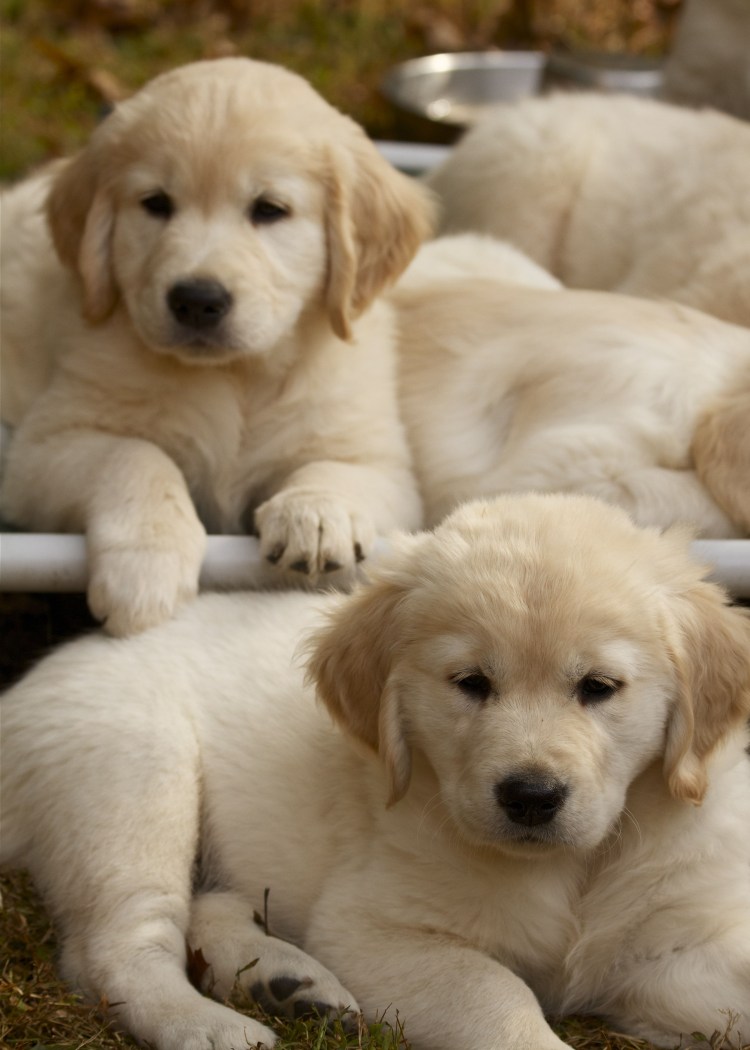 Южная гончая