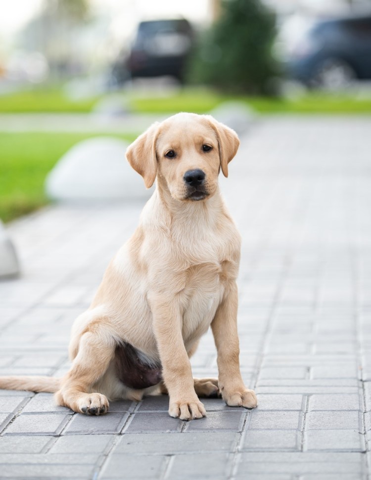 Тибетский мастиф и овчарка