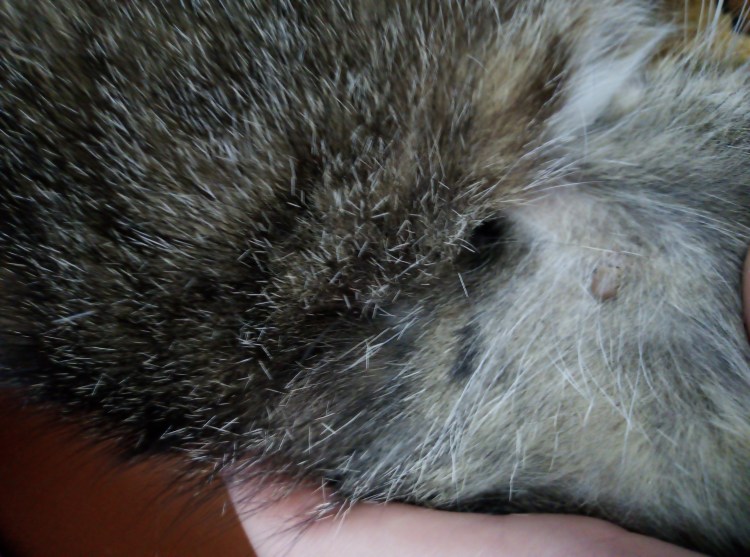 Коричневые пятна на теле у кота