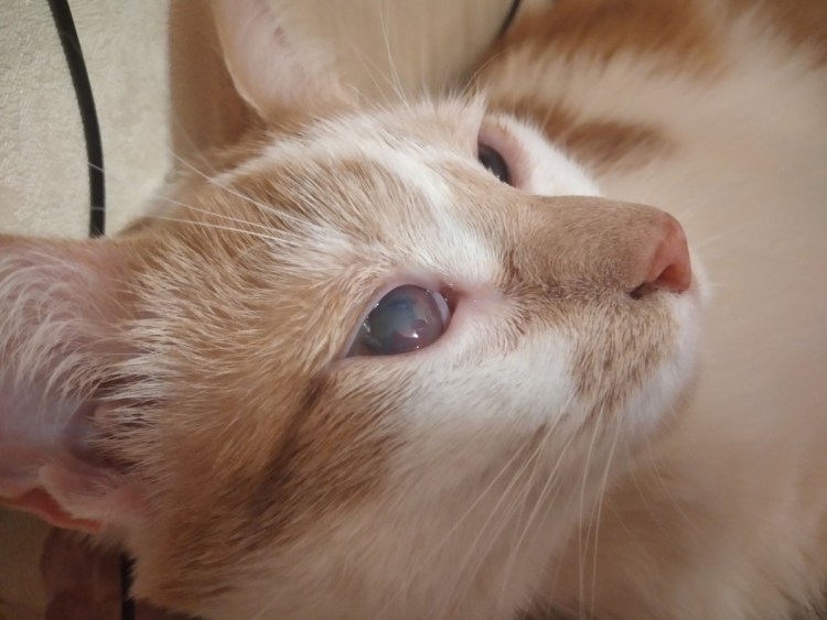 Блошиный аллергический дерматит