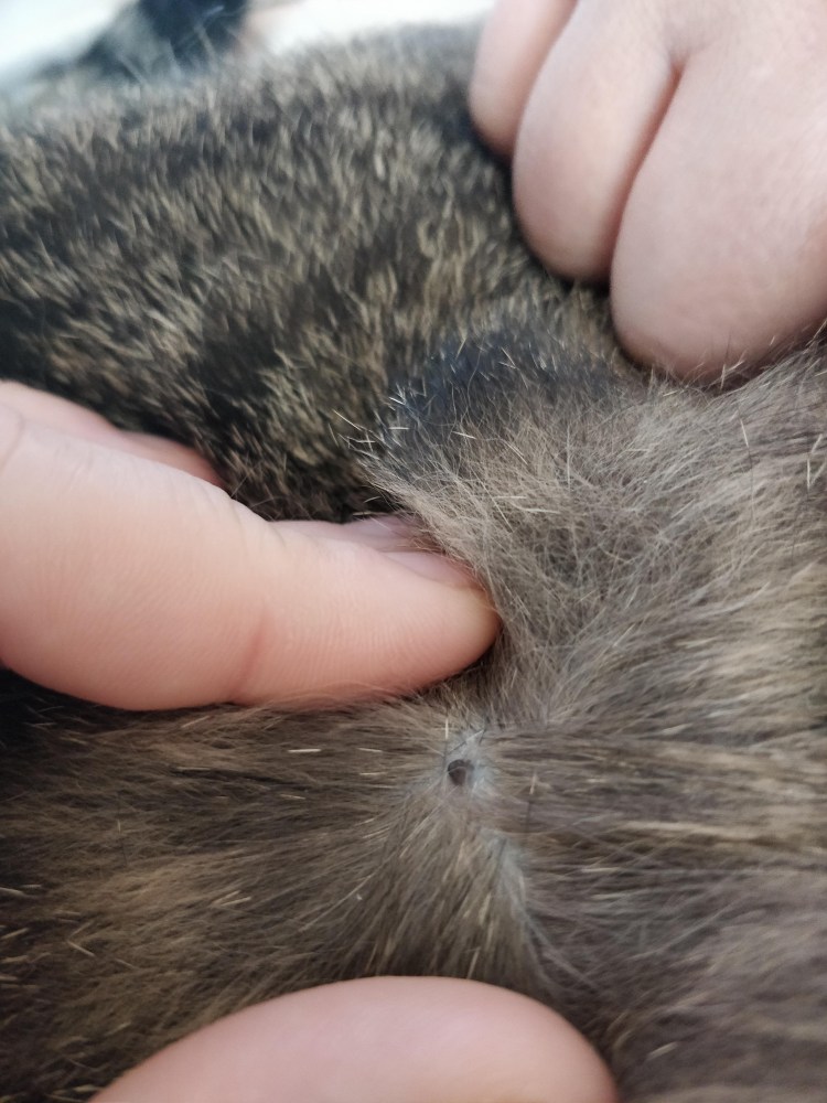 Укусы блох на теле собаки