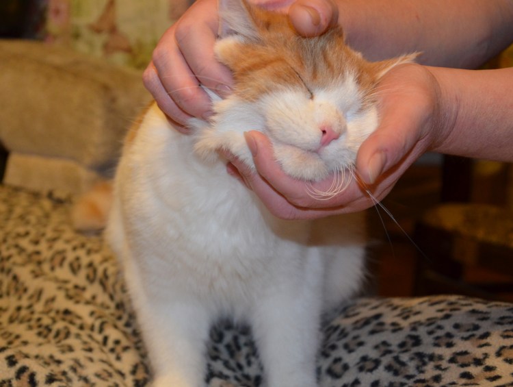 Выделения из ушей у кота