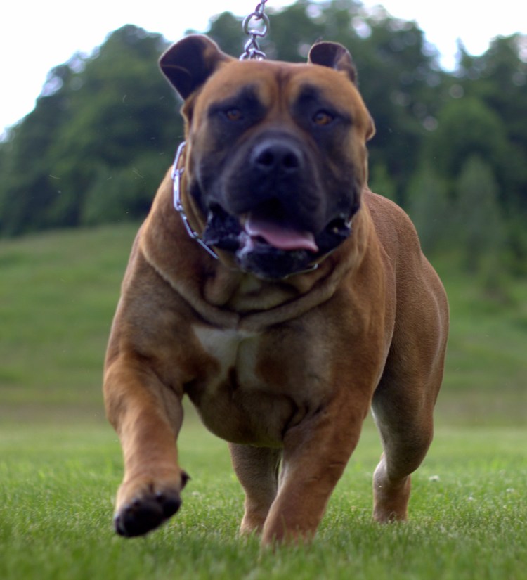 Порода собак южноафриканский бурбуль