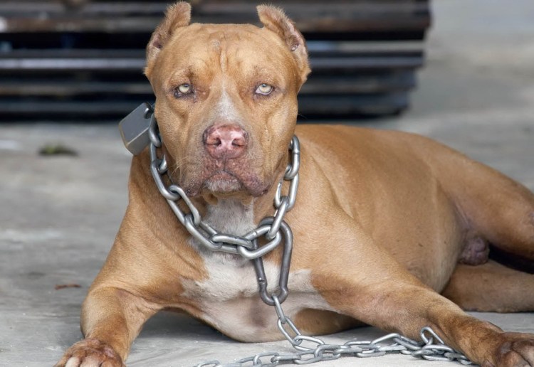 Южноамериеанскиц Бурьуль