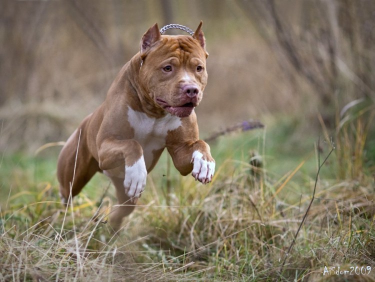 Питбуль обои на телефон