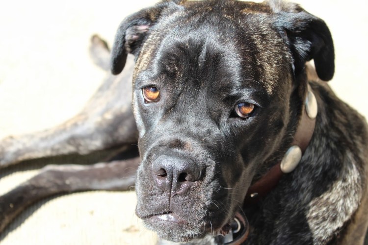 Африканский бурбуль