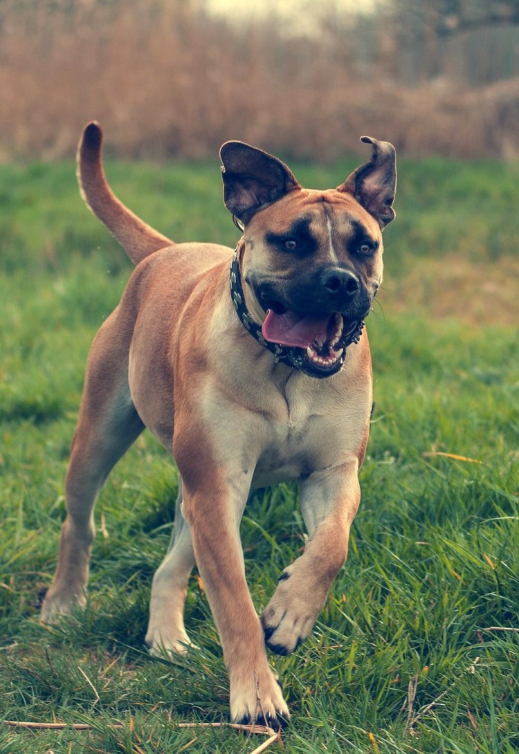 Южно Африканский питбуль
