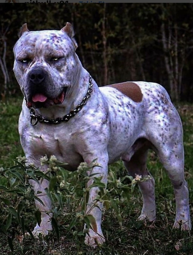 Южглафриканский бурбуль