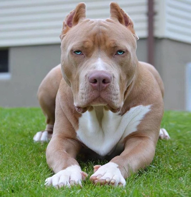 Питбуль черный бриллиант