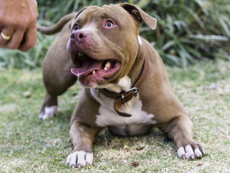 Питбуль мажорик Адлер