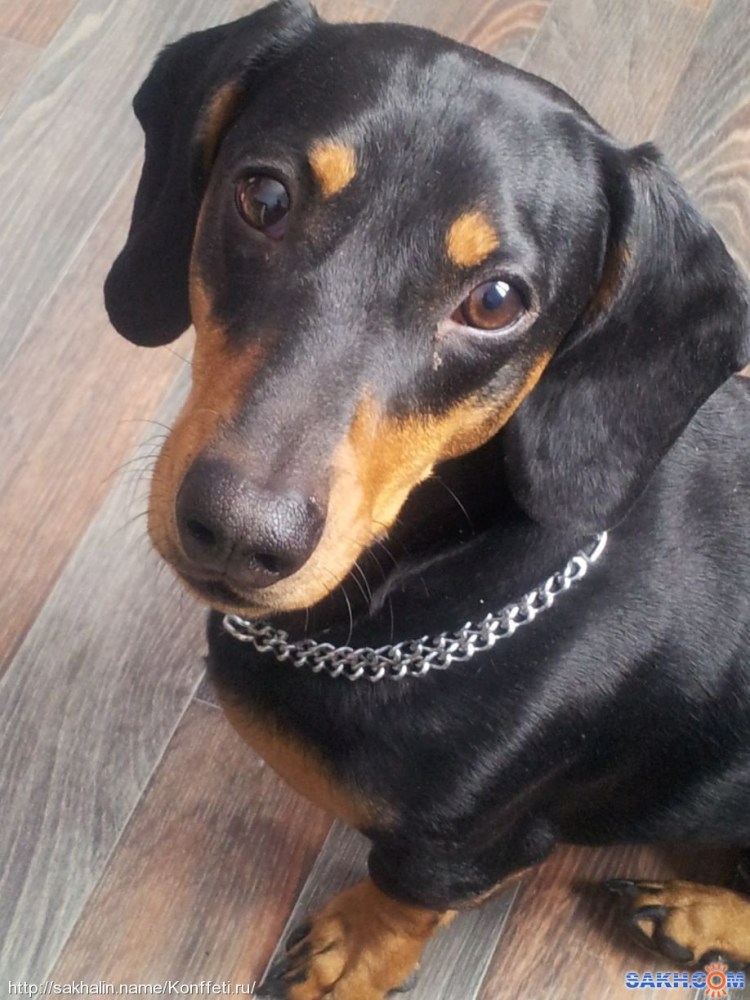 Бассет хаунд