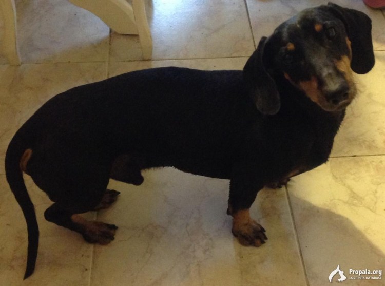 Корги пемброк рыжий