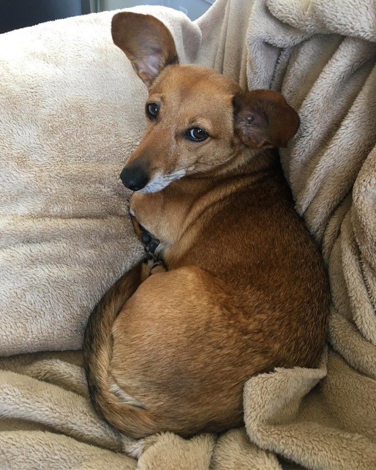 Метис таксы и пинчера