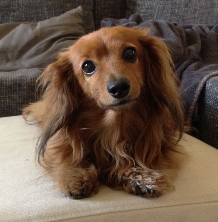 Такса кроличья гладкошерстная