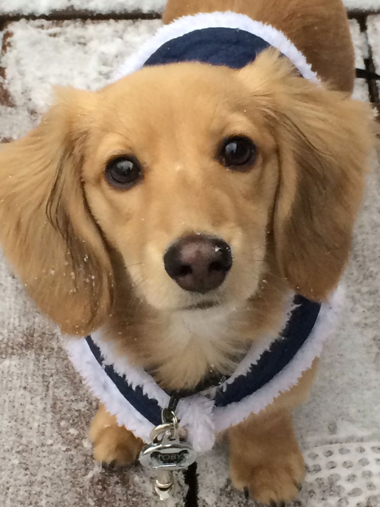 Черно подпалый такса