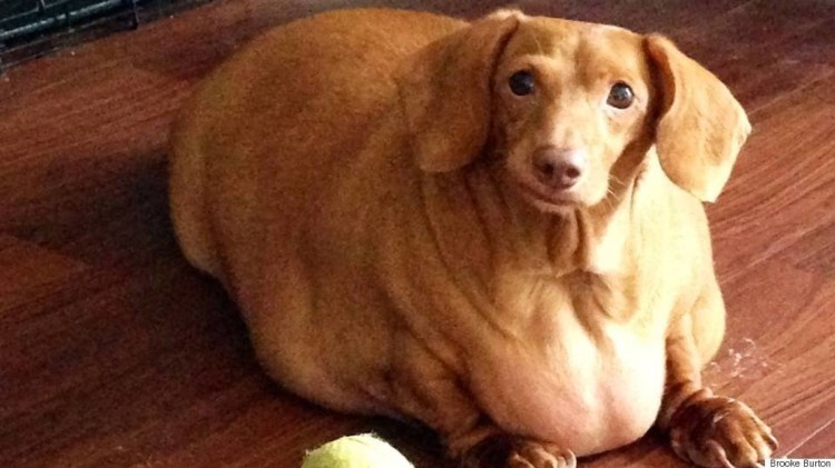 Большая такса порода