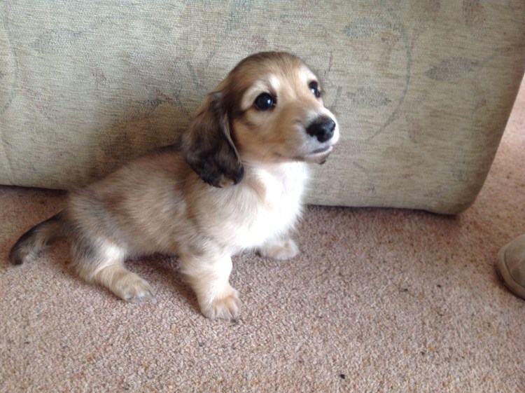 Мадлен такса собака