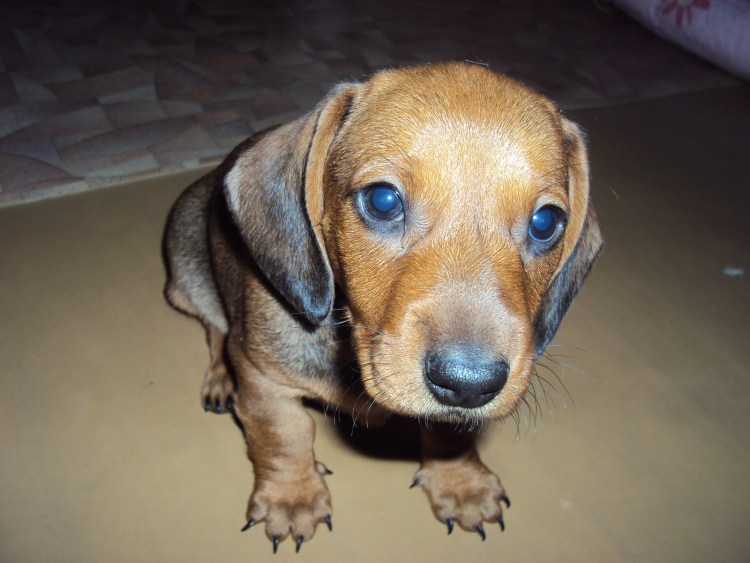 Такса рыжая