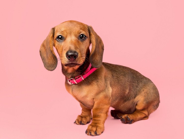 Чивини черная