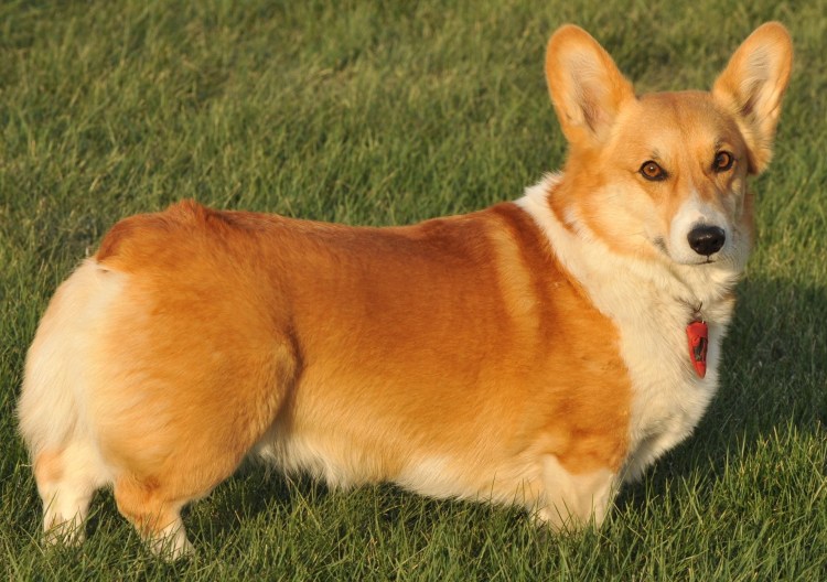 Сутулая такса