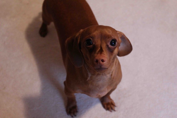 Порода Бигль