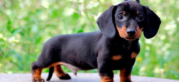 Стрижка длинношерстной таксы