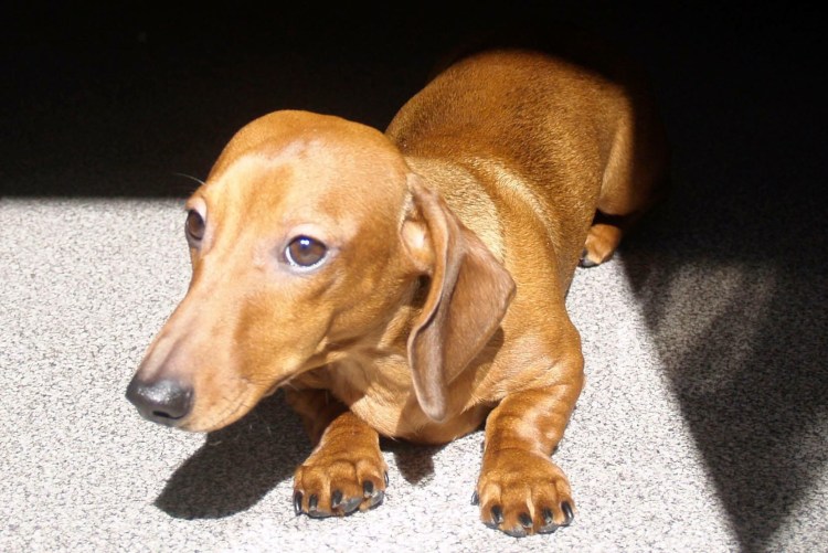 Королевская такса