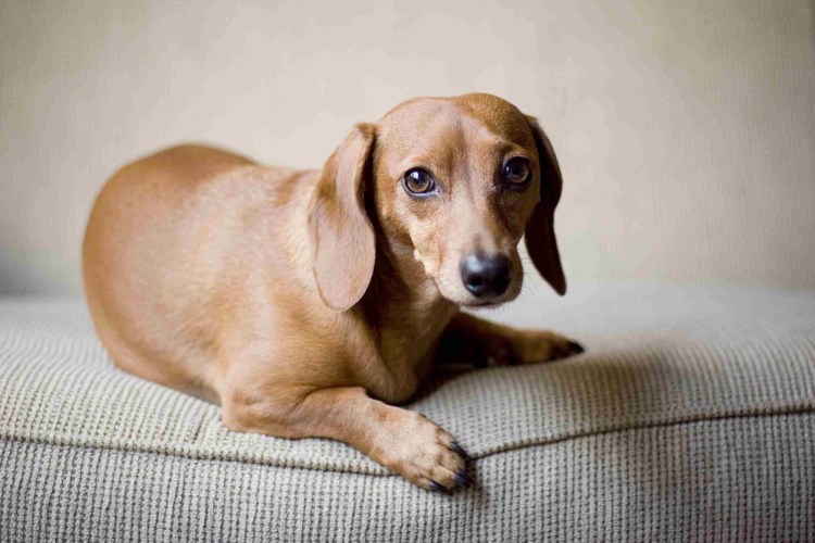 Такса собака коричневая