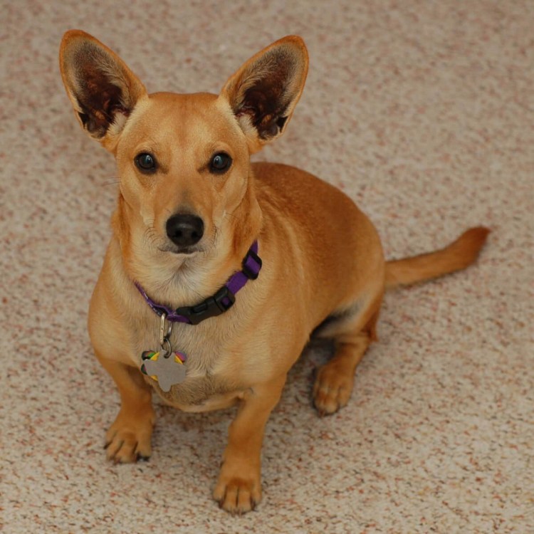 Такса собака