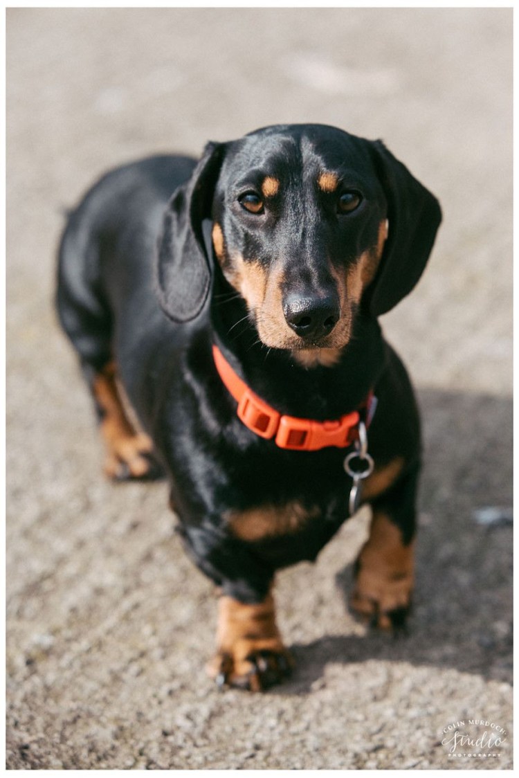 Метис вельш корги