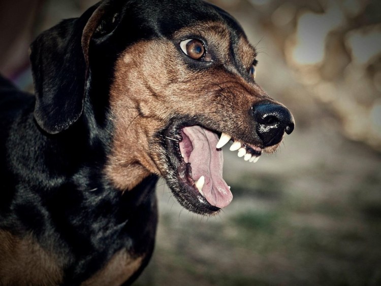 Лысая собака Доберман