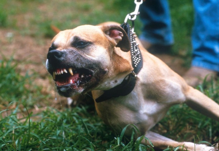 Стаффордширский терьер в атаке