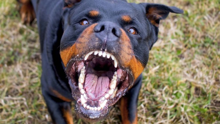 Лапкинс аргентинский дог